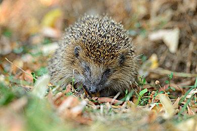 EA手游《指环王：中土英雄》现已在菲律宾地区推出